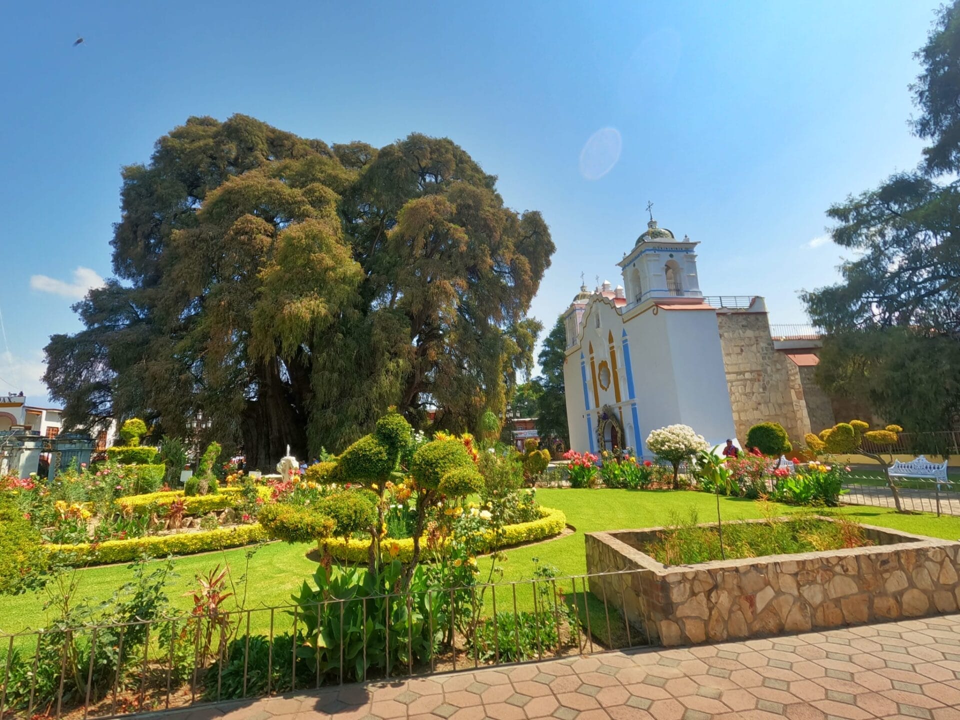 Arbol del Tule - Oaxaca things to do