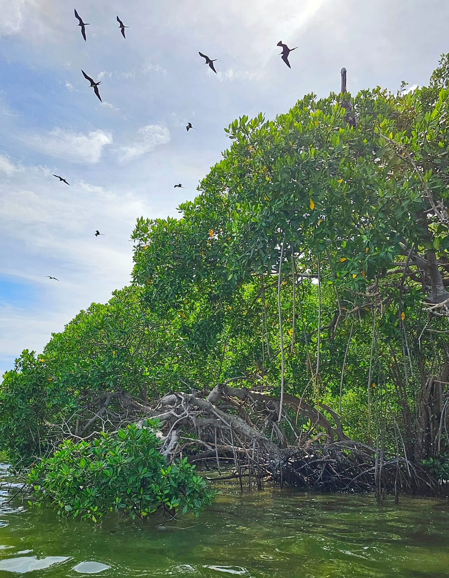 Bird Island Sian Kaan- Mexico wildlife