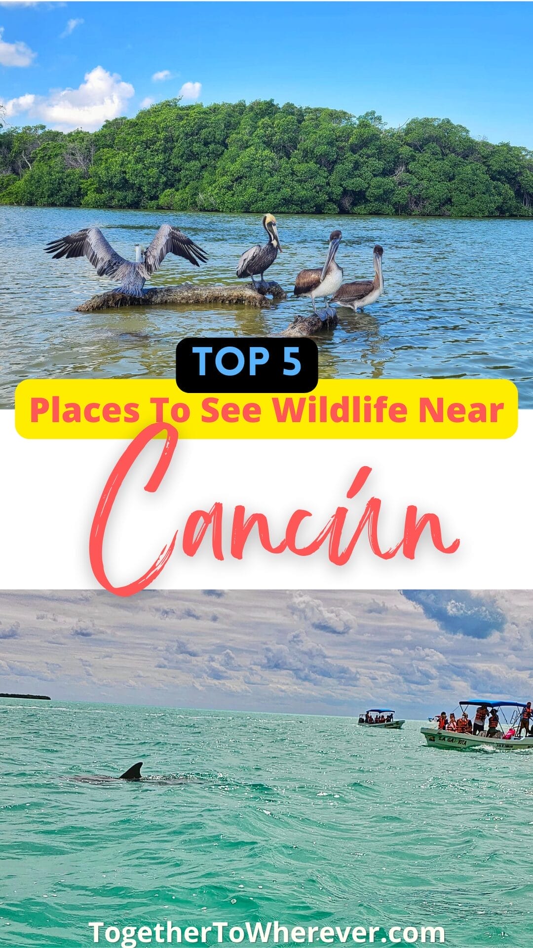pinterest pin - Cancun wildlife