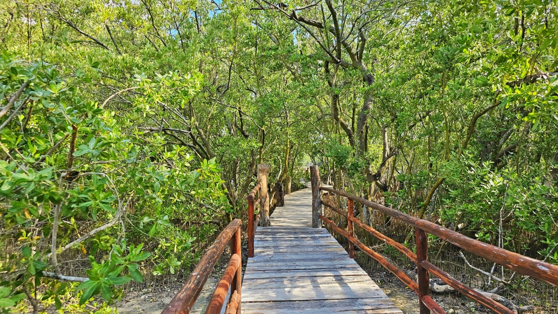 Isla Contoy - where to go for wildlife in Cancun