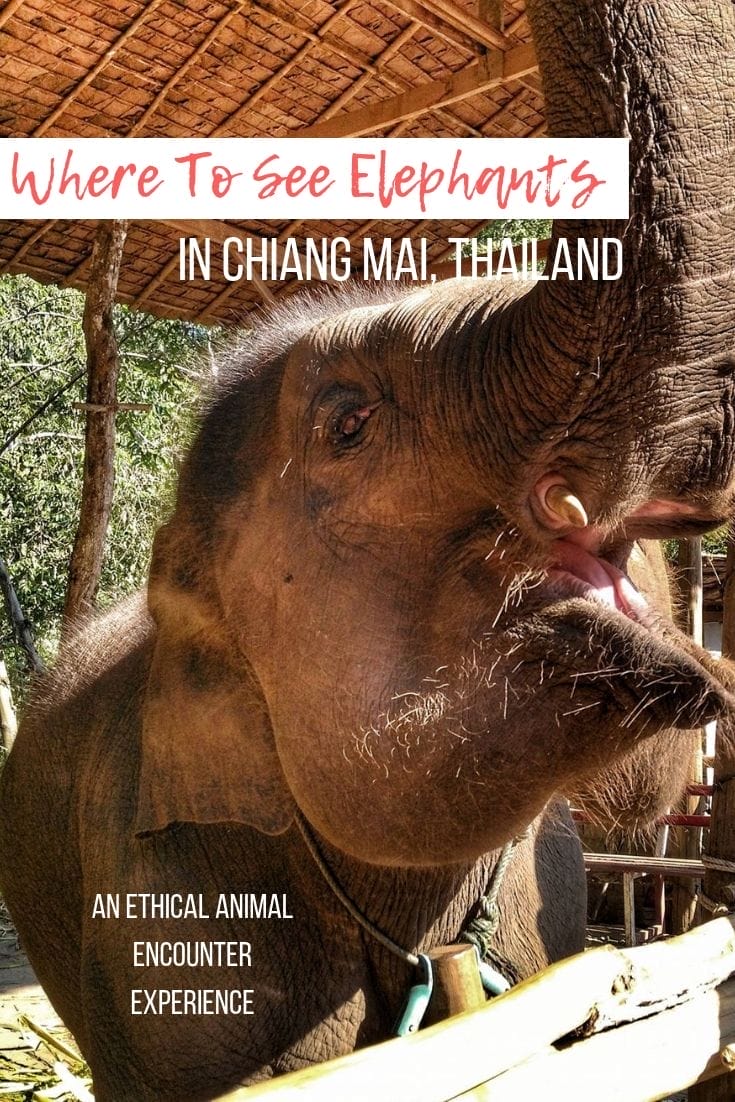 Elephants in Chiang Mai, Thailand: You've got to put this on your bucket list when visiting Thailand!