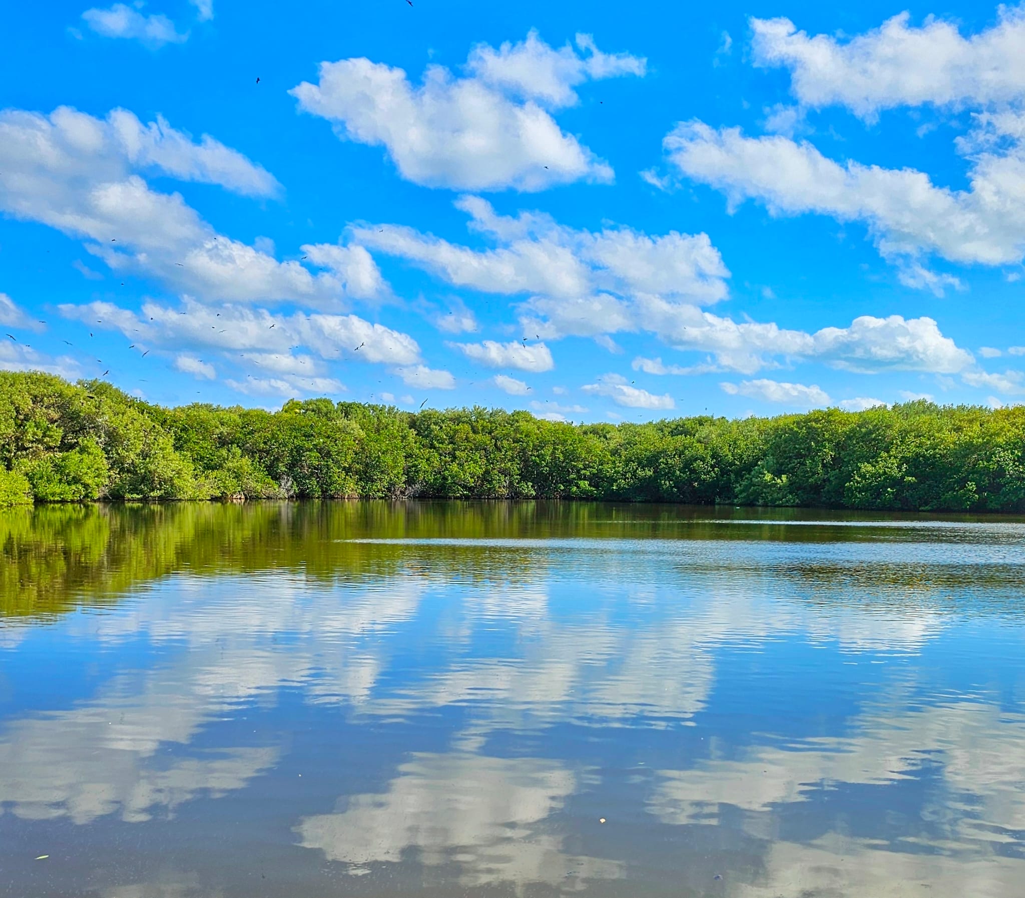 Isla Contoy birds in Lagoon - Cancun nature