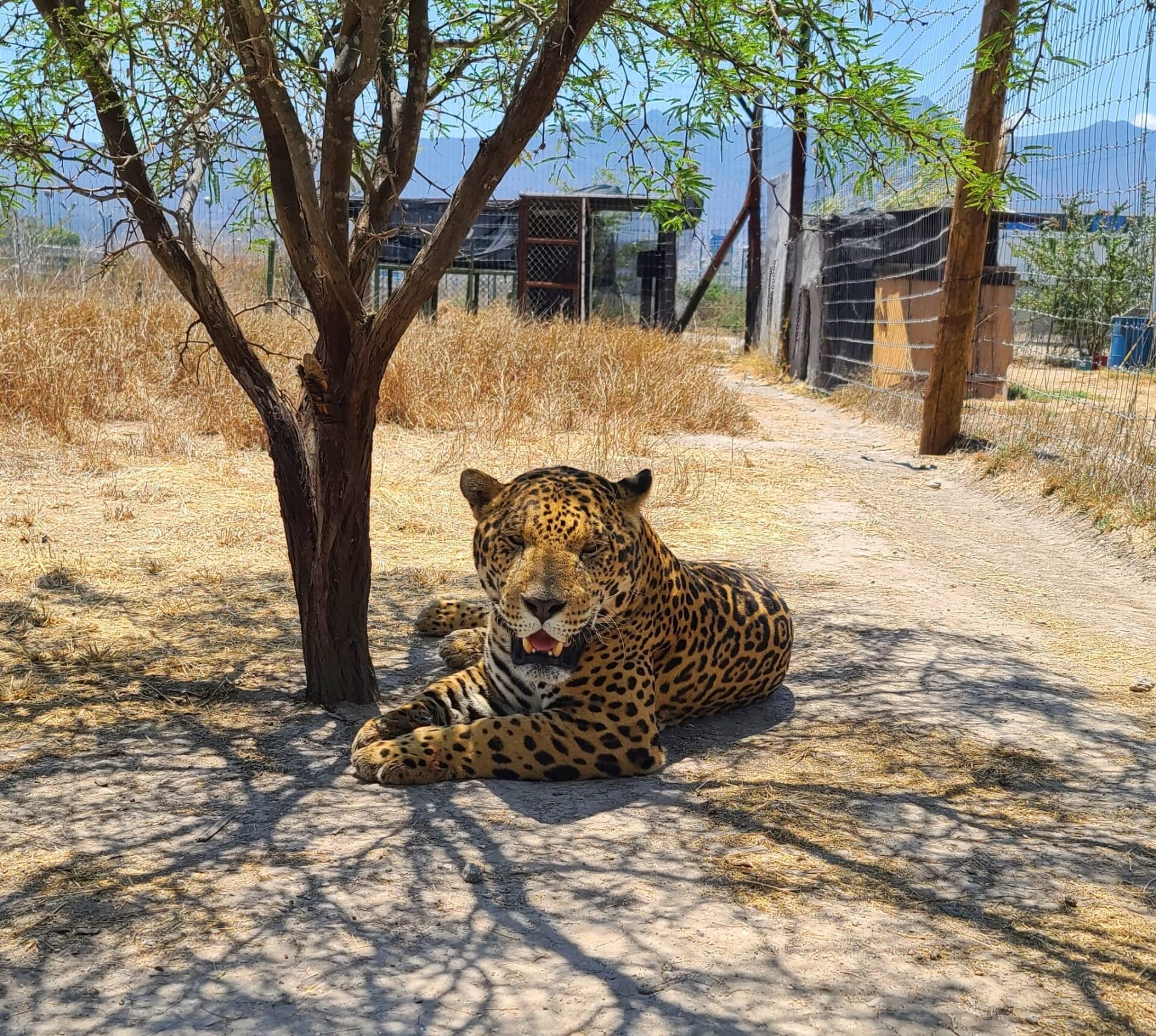 Santuario del Jaguar Zoológico Yaguar Xoo - Oaxaca, Mexico