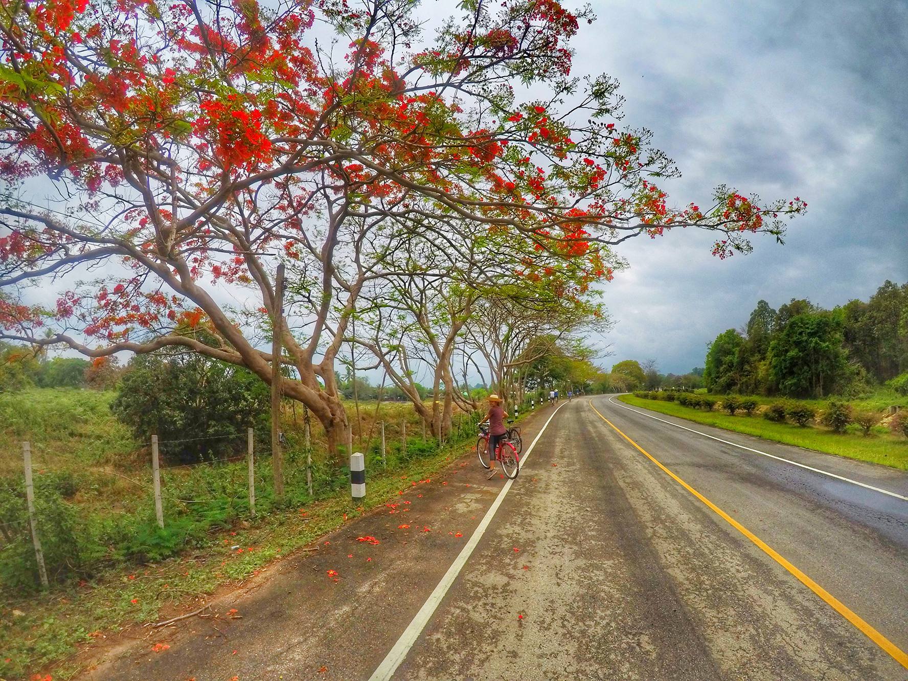 Person standing with a bicycle under vibrant flowering trees along a road in Chiang Mai, Thailand.