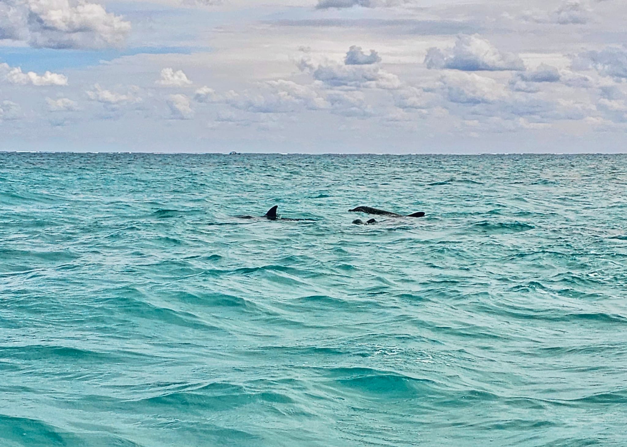 where to see dolphins near Cancun