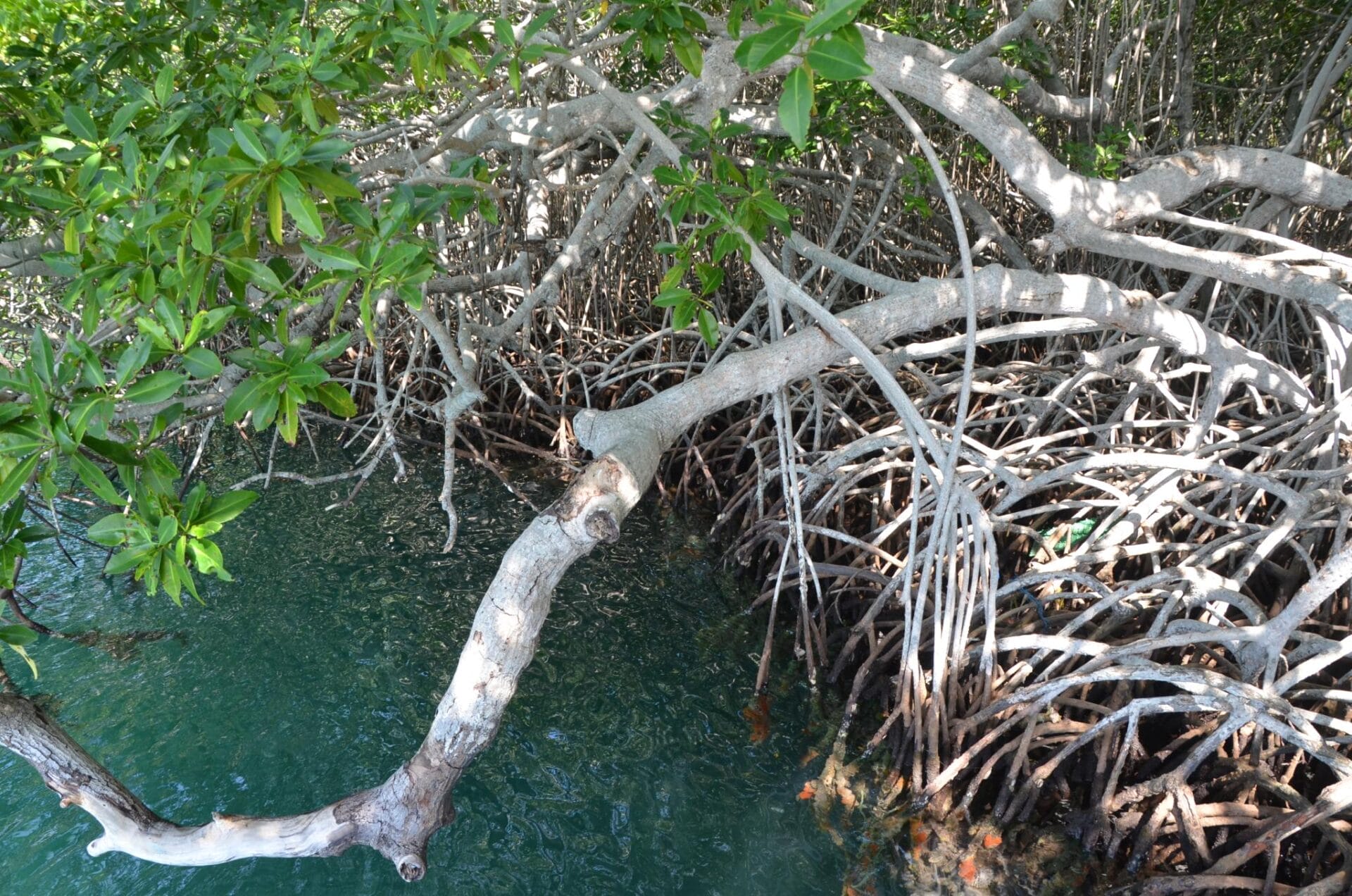 Mangrove forest on Islas del Rosario