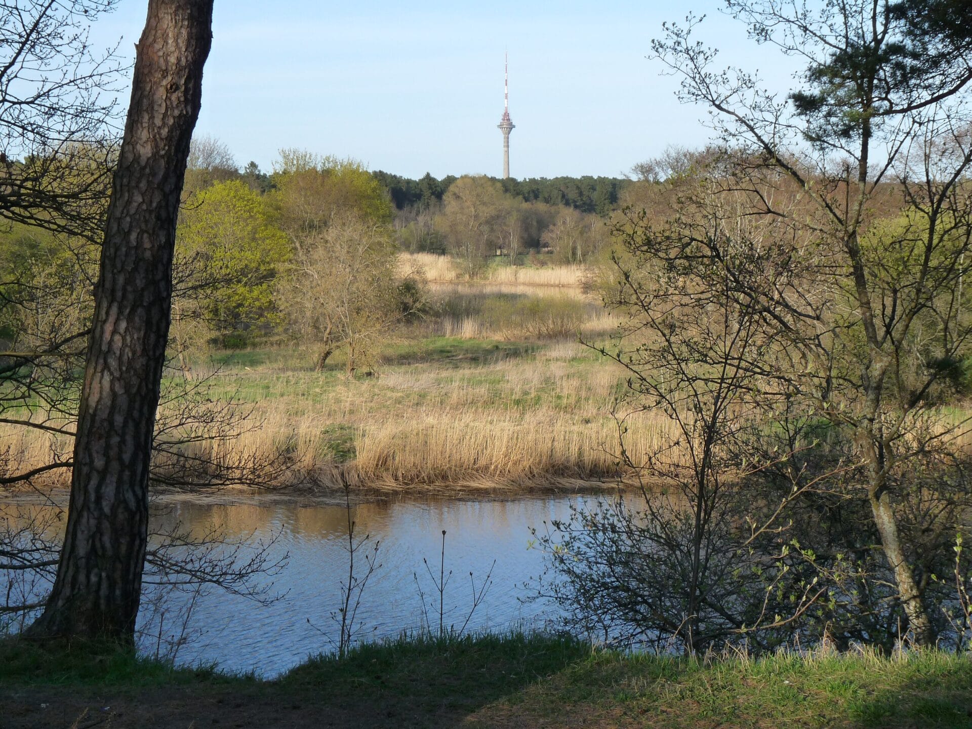 Scenic view of Pirita Forest in Tallinn, Estonia, featuring a calm river and Tallinn TV Tower in the background.
