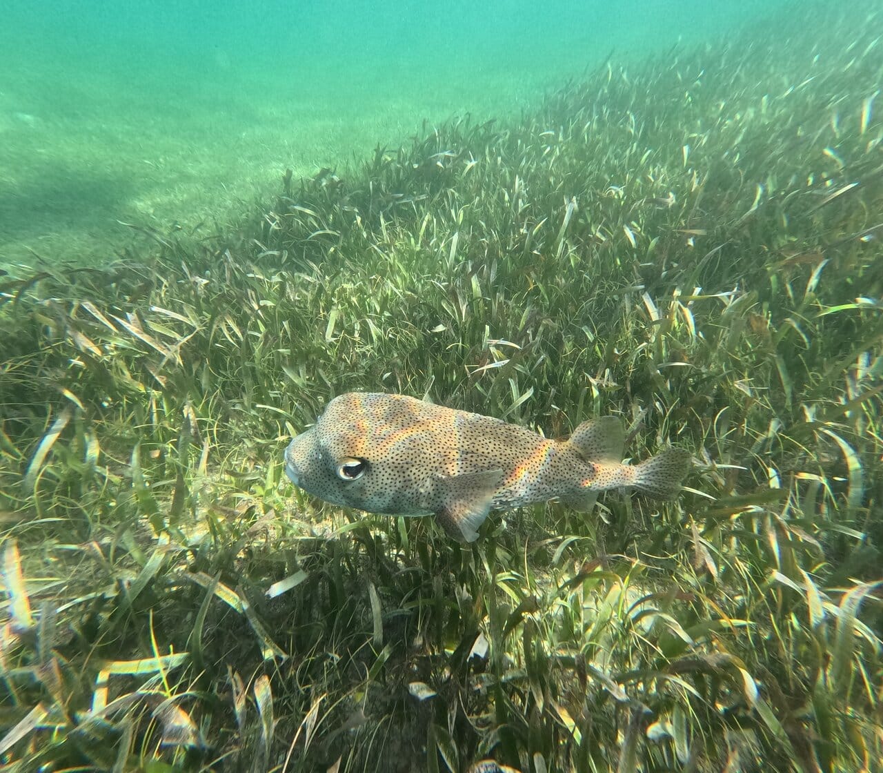 A puffer fish swims among seagrass in Half Moon Bay, Akumal, Quintana Roo, Mexico.