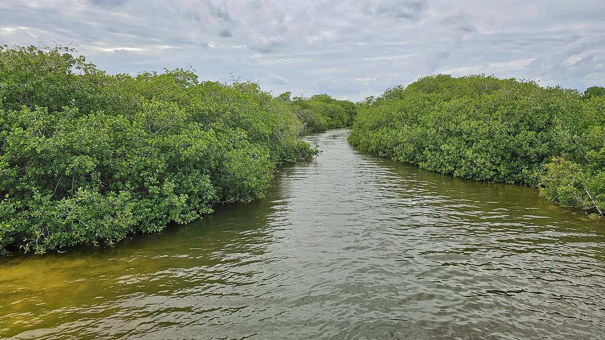 A calm, narrow waterway surrounded by lush green mangroves under a cloudy sky in Sian Ka'an, Quintana Roo, Mexico.
