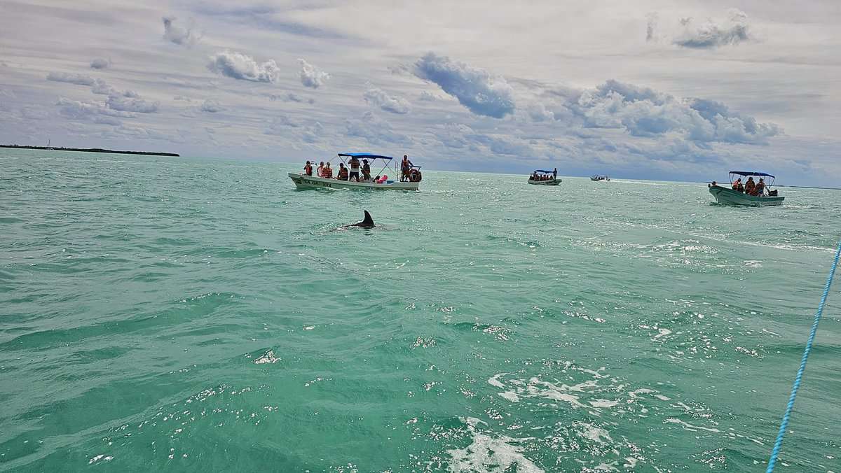Boats with tourists watching a dolphin fin in the clear turquoise waters of Sian Ka'an, Quintana Roo, Mexico.