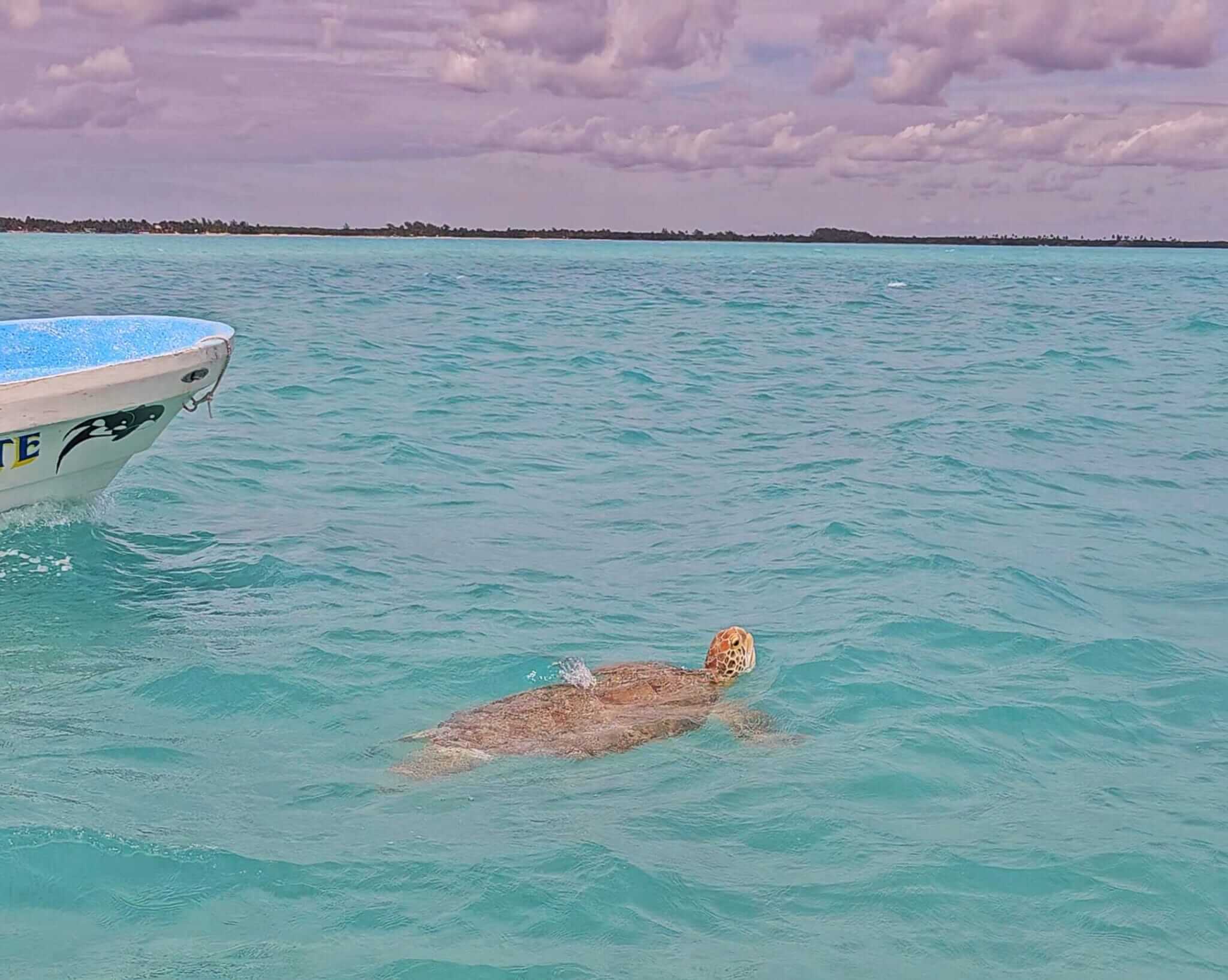 A sea turtle swimming near the surface of the turquoise waters in Sian Ka'an, Quintana Roo, Mexico, with the edge of a boat visible on the left.