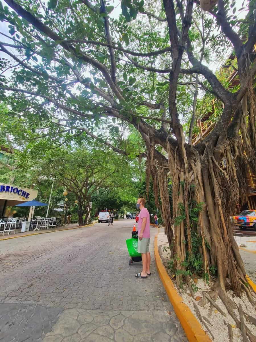 A man wearing a pink shirt and gray shorts stands next to a large tree with extensive exposed roots on 38th Street in Playa del Carmen, Mexico. There is a restaurant called "Le Brioche" with outdoor seating visible on the left side of the street. 
