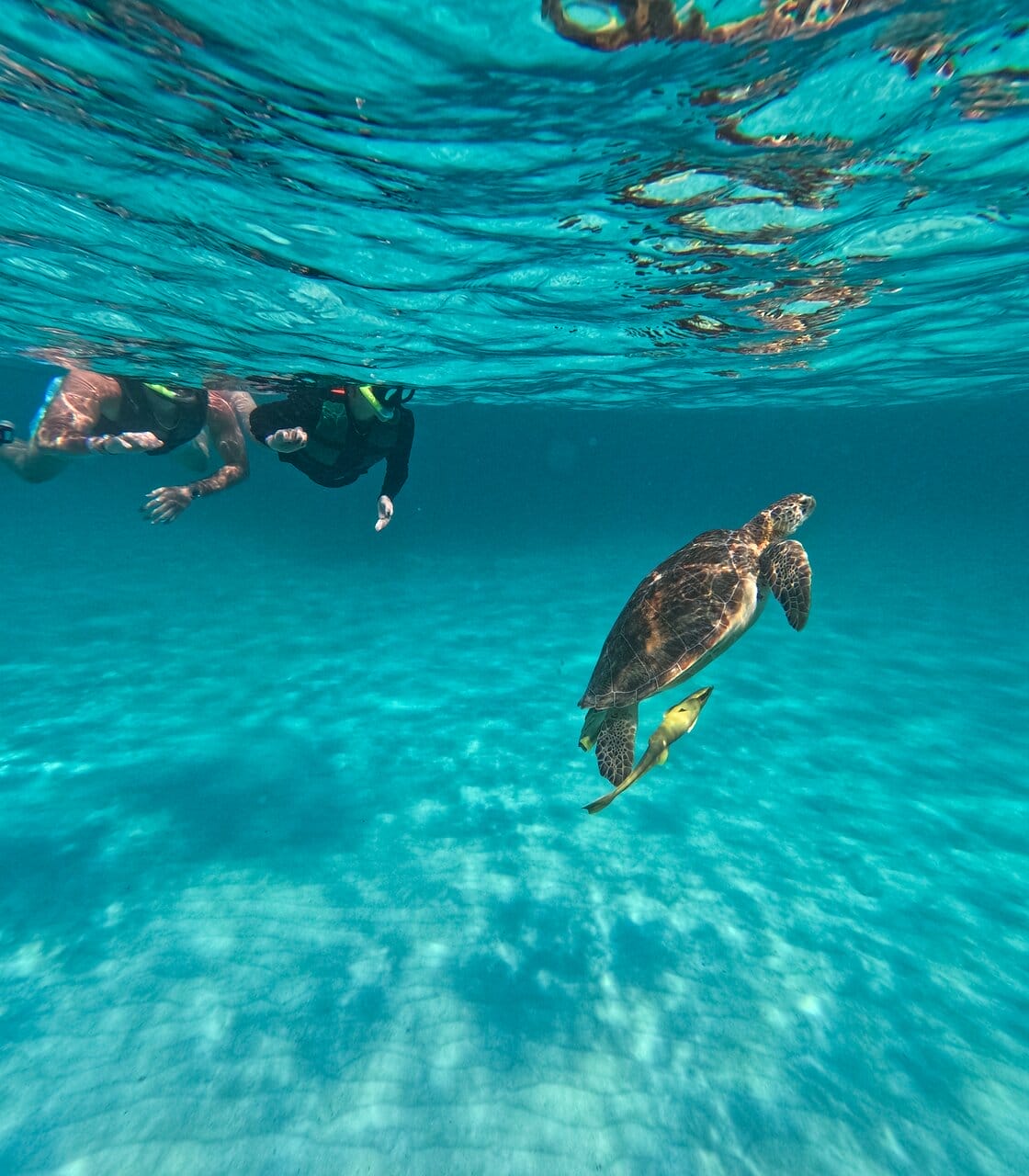 Two snorkelers swim close to a sea turtle underwater in the clear blue waters of Akumal, Quintana Roo, Mexico.