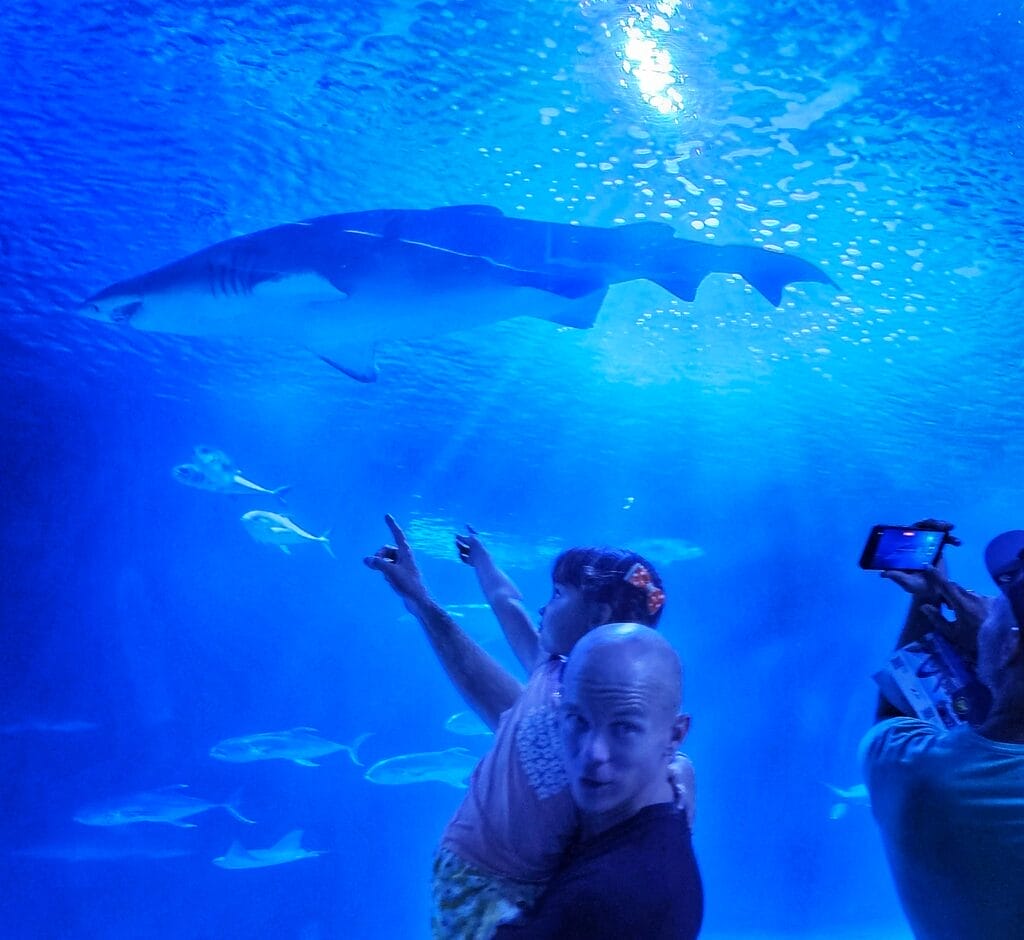 Oceanografic aquarium Valencia