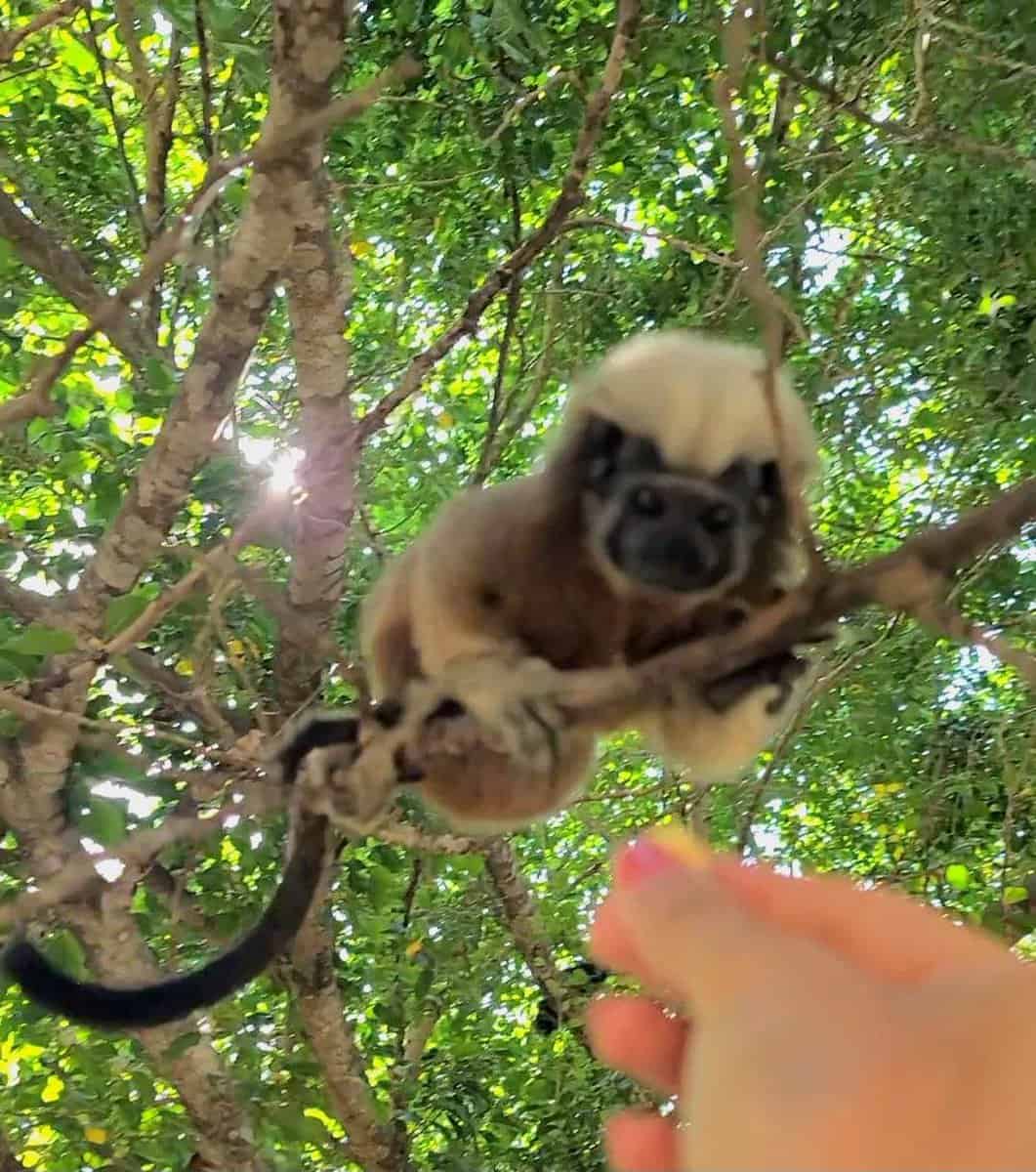 A small monkey reaching for food in a person's hand while perched on a tree branch in Parque del Centenario, Cartagena, Colombia.