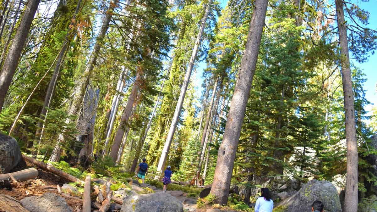 bears info Yosemite NP