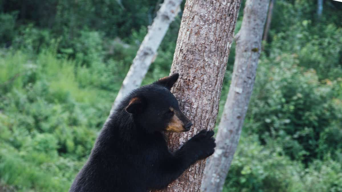 how to avoid bears in Yosemite