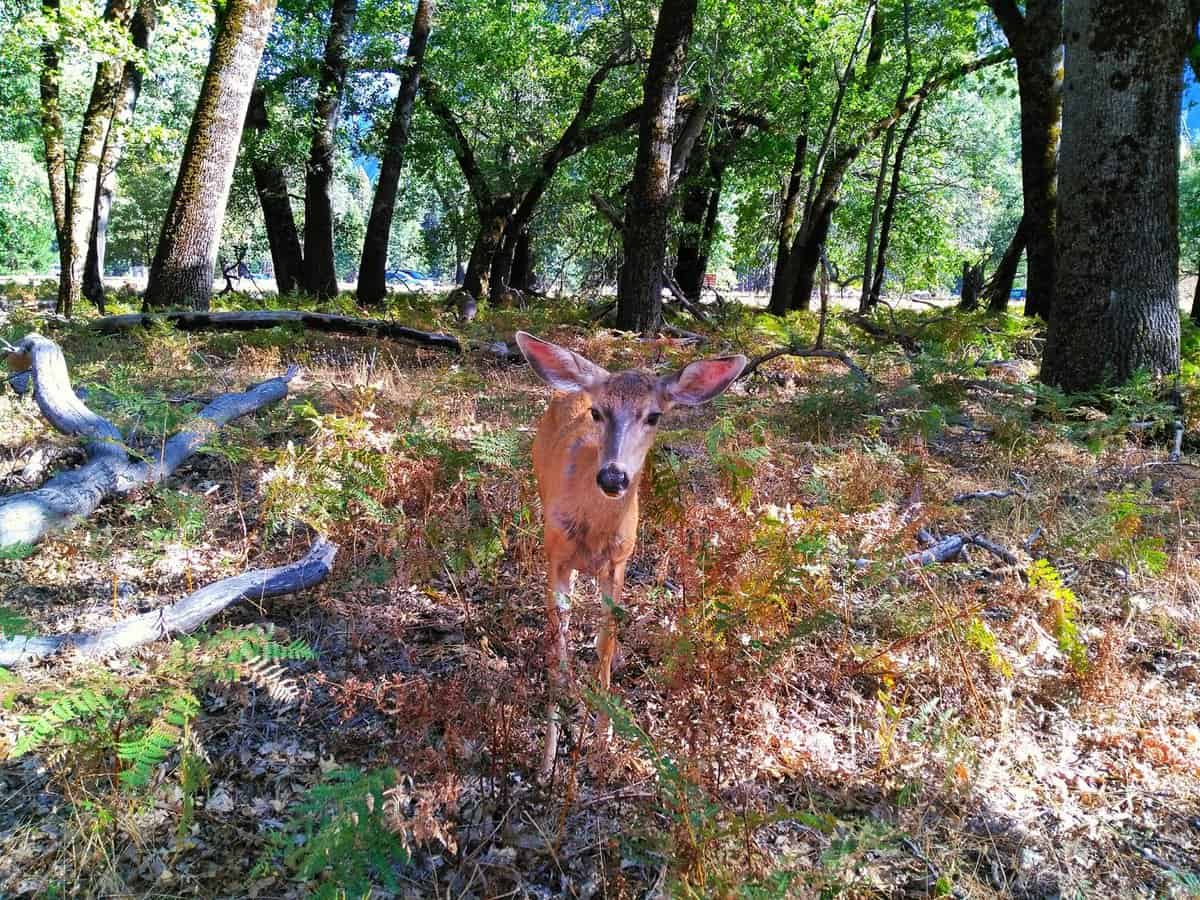 things to see in yosemite in one day Valley Animals