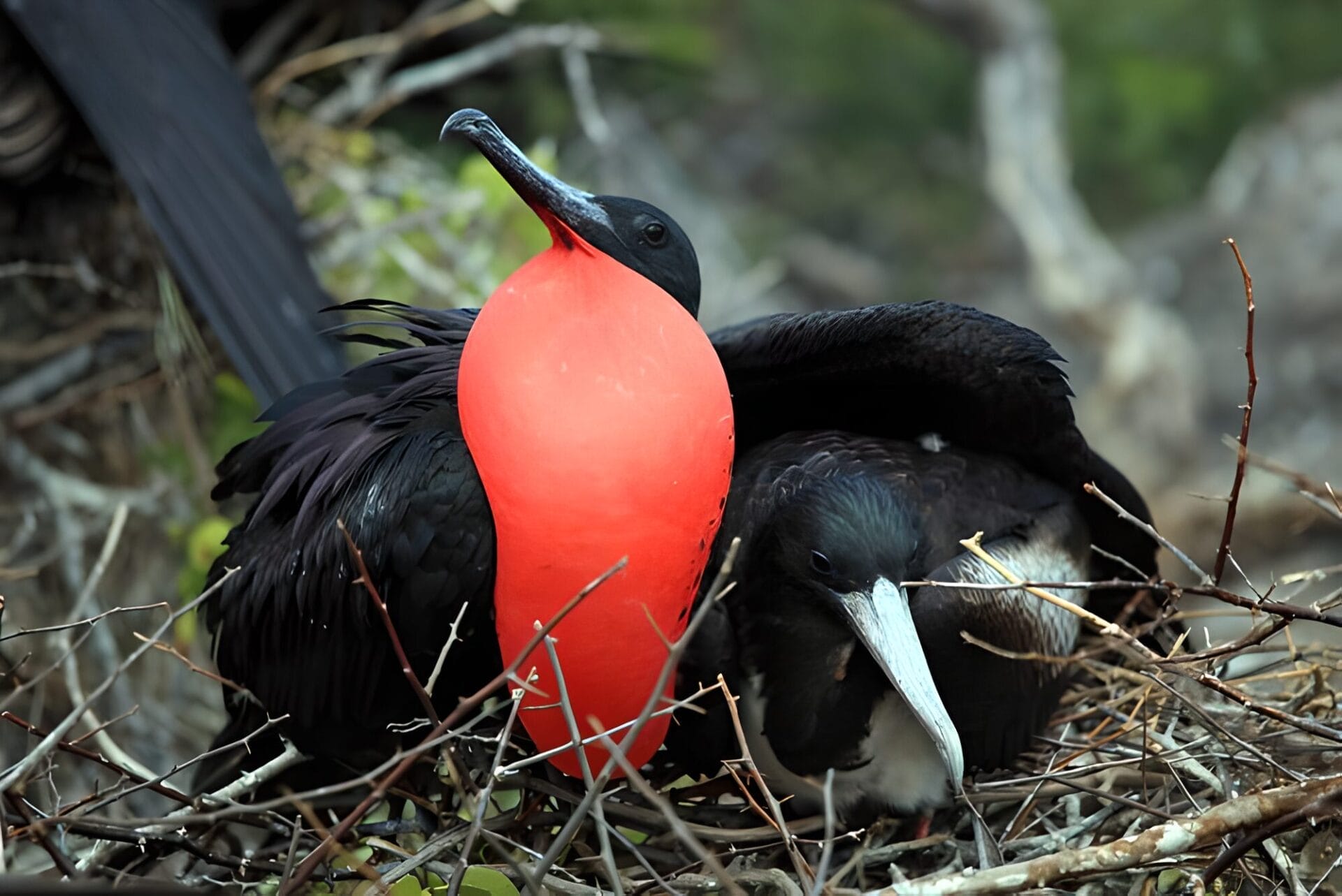 A male frigatebird with an inflated bright red throat pouch sitting in a nest next to a smaller black and white bird, surrounded by twigs and branches in Sian Ka'an, Mexico.